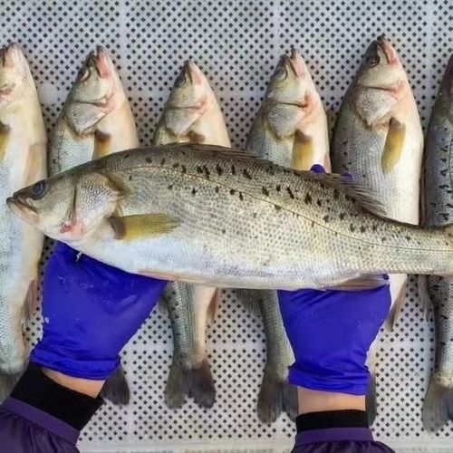 海鲈鱼新鲜急冻冷冻七星鲈鱼海鲜水产鲜活海捕冷冻海 4条海鲈鱼(整条冷冻一夜发货) 1斤-1.2斤/条