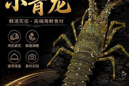 小青龙 118.0/斤 龙虾青龙鲜活餐饮冷冻采购批发价大龙虾海鲜冰鲜水产新鲜
